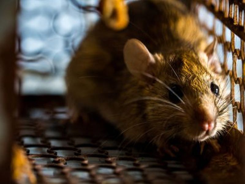 Overcoming Rat Challenges: Pest Control Best Practices