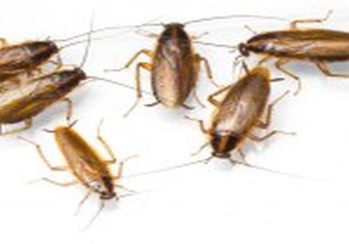 Pest Control Sydney: The Importance of Early Detection