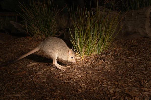 Comprehensive Rodent Control Strategies in Sydney