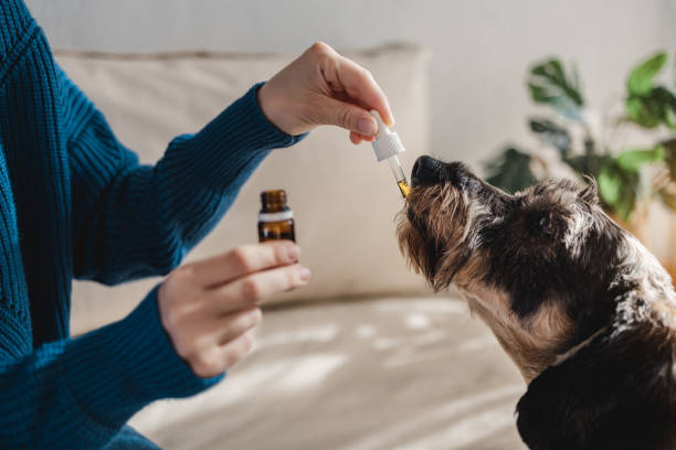 100% Pure CBD Oil for Dogs What Makes it Special